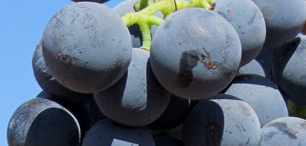 Grape variety Bobal