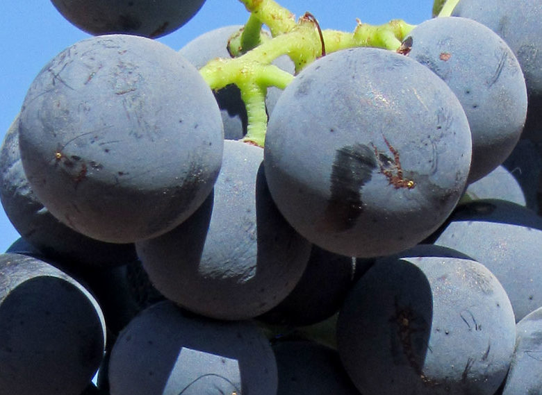 Grape variety Bobal