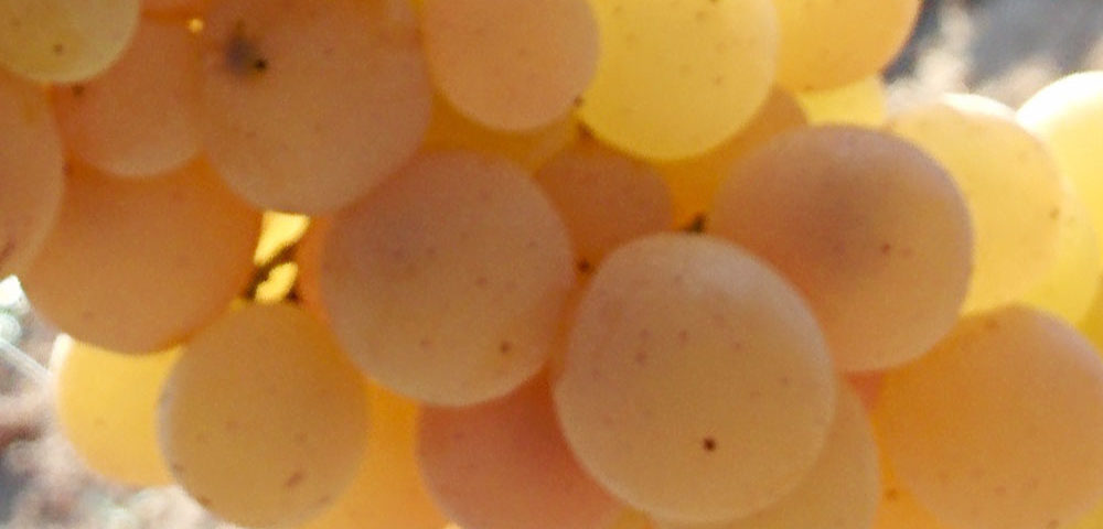 Tardana grape variety