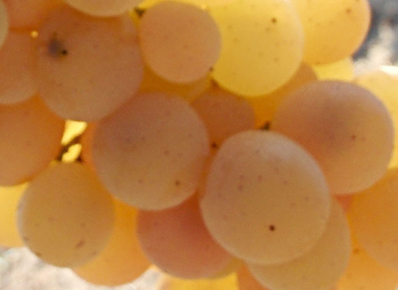 Tardana grape variety