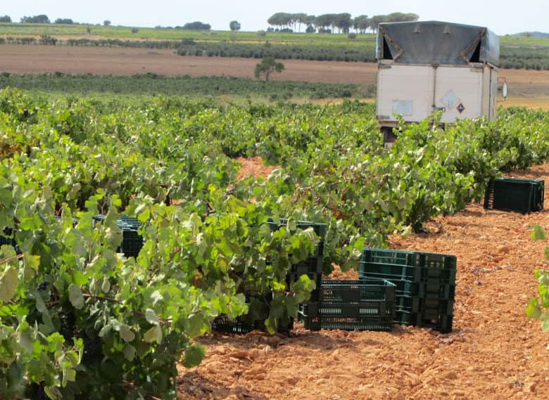 Cronicas de la añada 2013