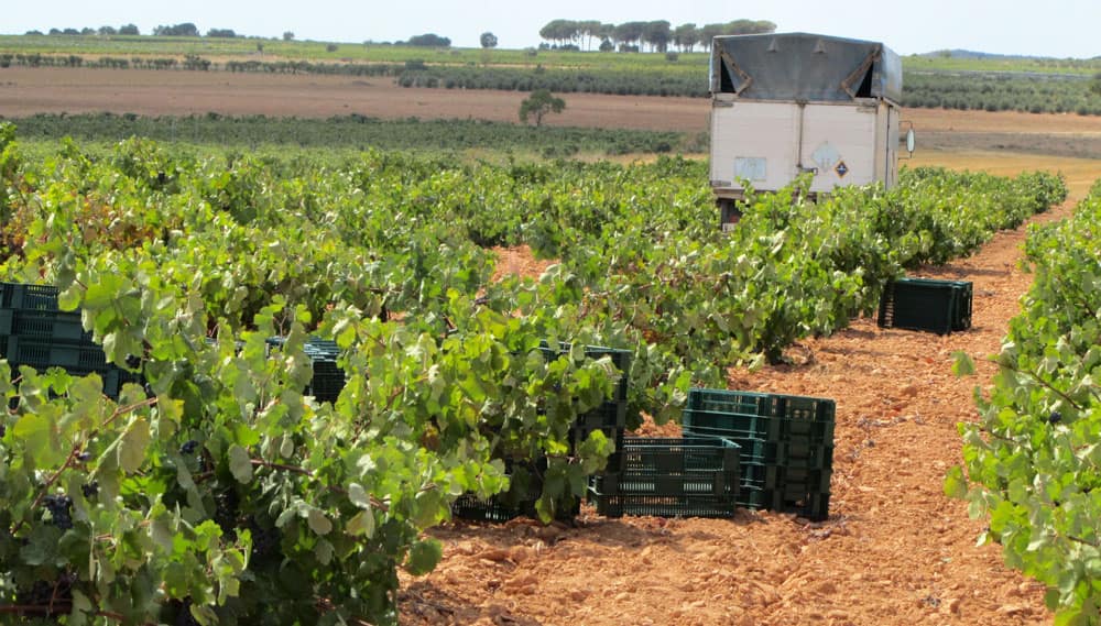 Cronicas de la añada 2013