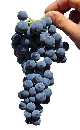 uva variedad bobal uva variedad bobal