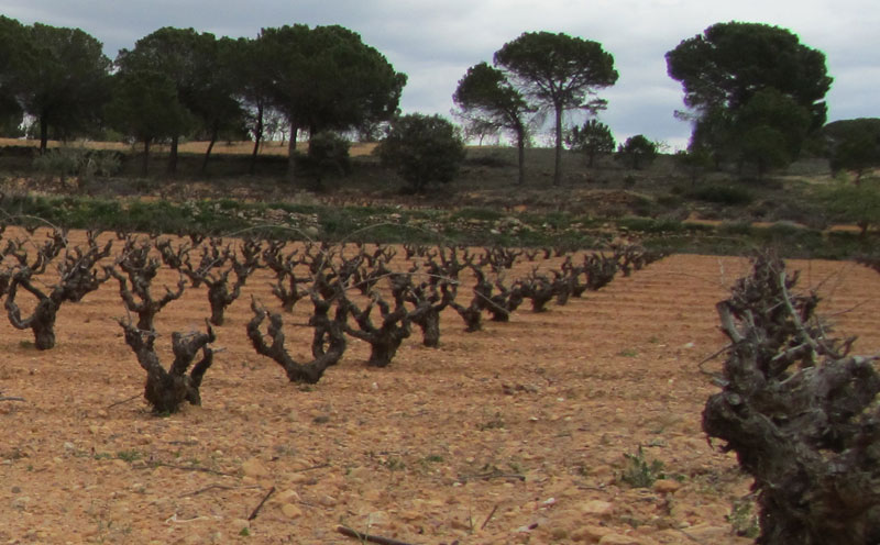 Terroir de Pepe