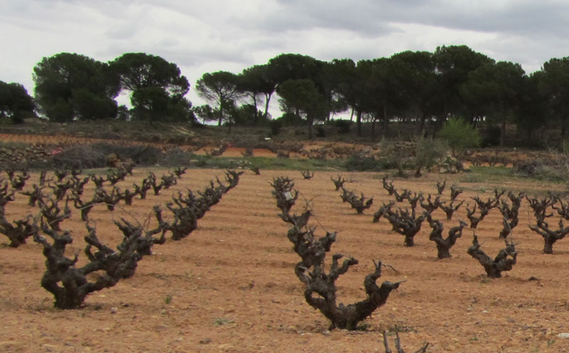 Terroir de Pepe Terroir de Pepe