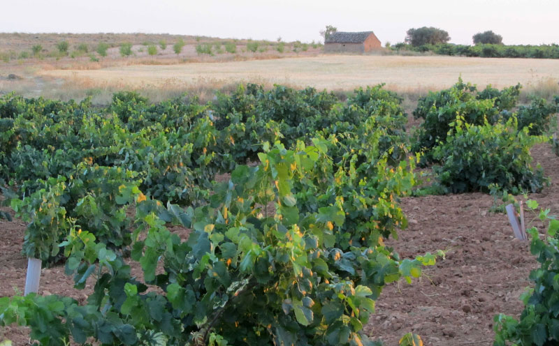 Parcela Palomar para vino Maximas