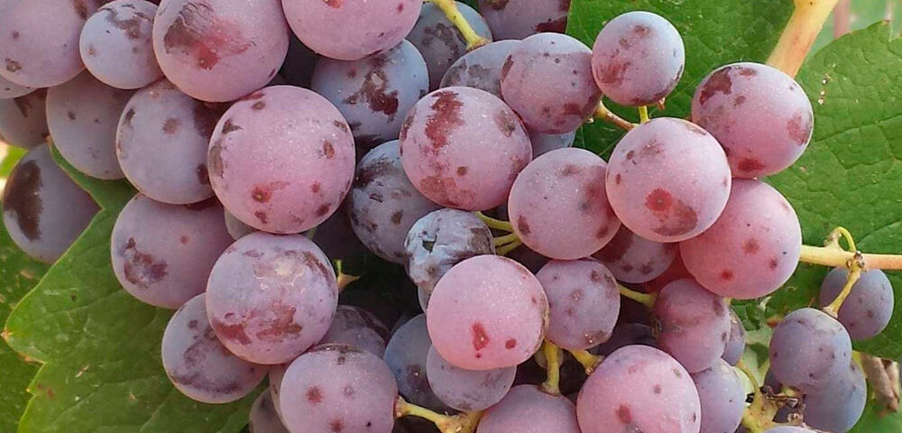Racimo de uva pintailla