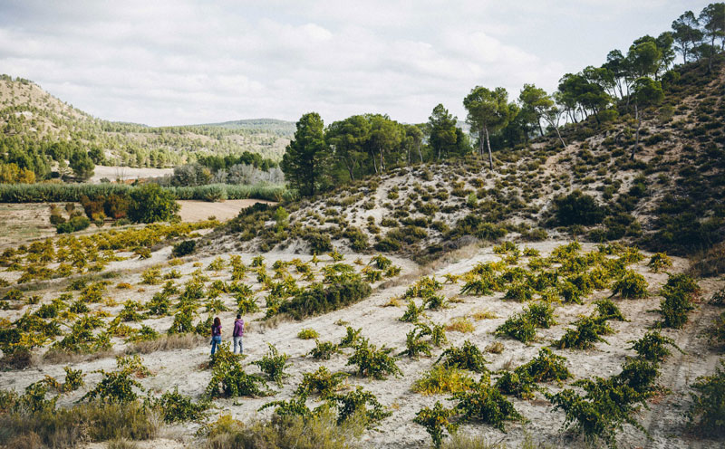 Parcelas del vino Sol