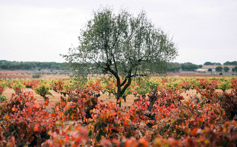 Parcela para vino Soy Parcela para vino Soy