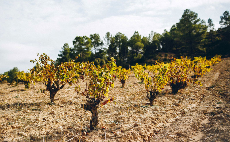 Parcela de José para vino Terra