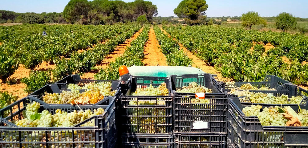 Vendimia de la variedad de uva Macabeo blanco