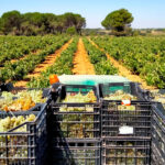 Vendimia de la variedad de uva Macabeo blanco