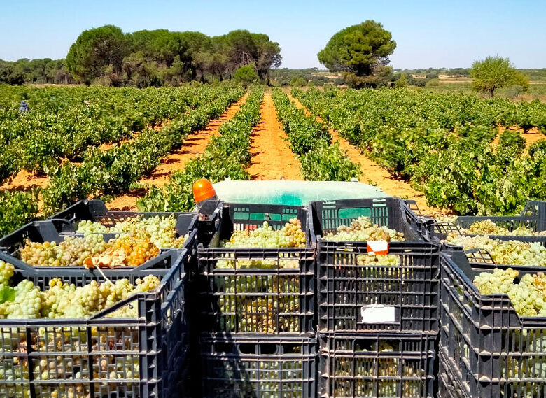 Vendimia de la variedad de uva Macabeo blanco