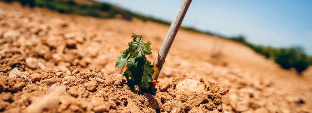 Planta de la variedad Pintaillo