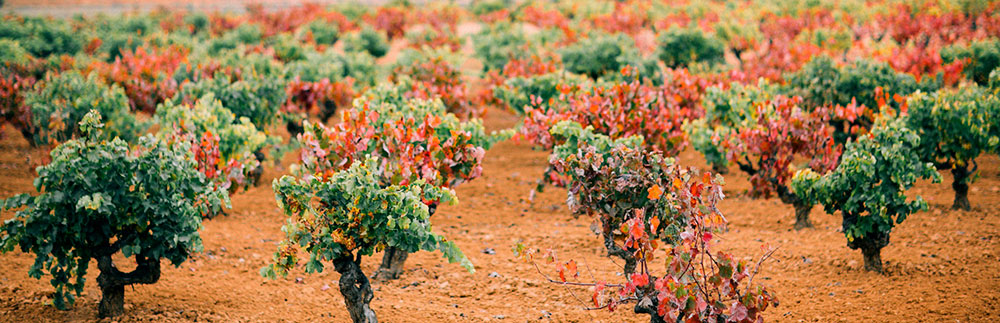 Campo de vides multivarietal