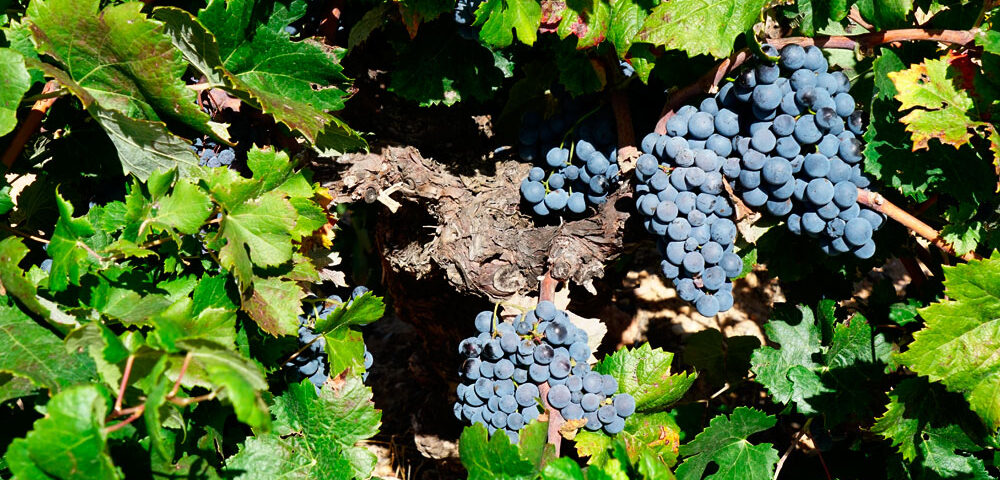 Uva Bobal en la cepa