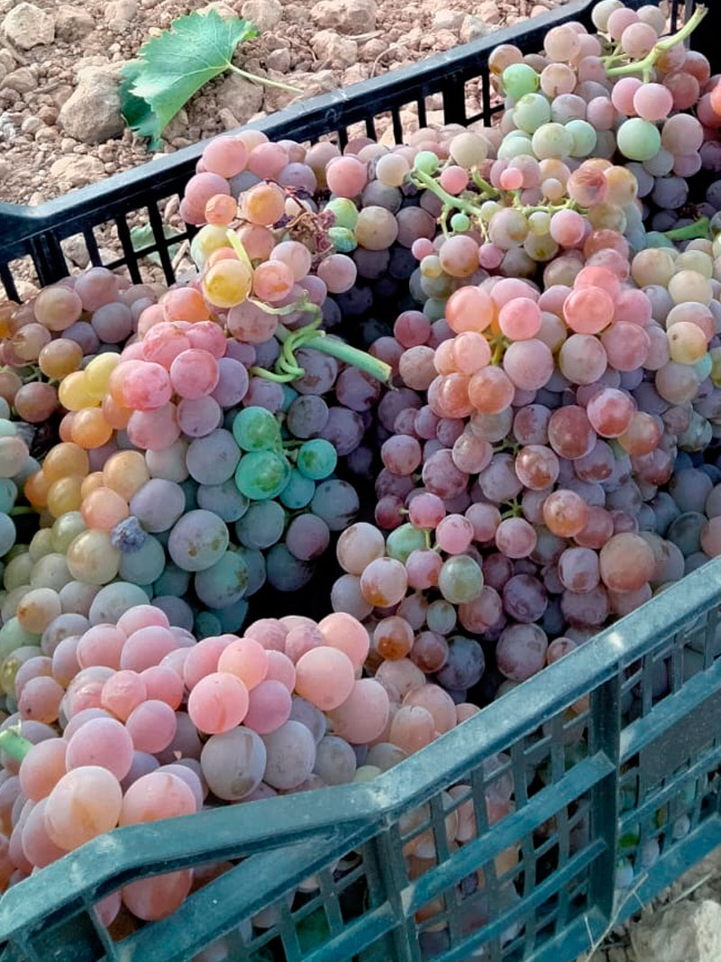 Variedad de uva Coloraillo