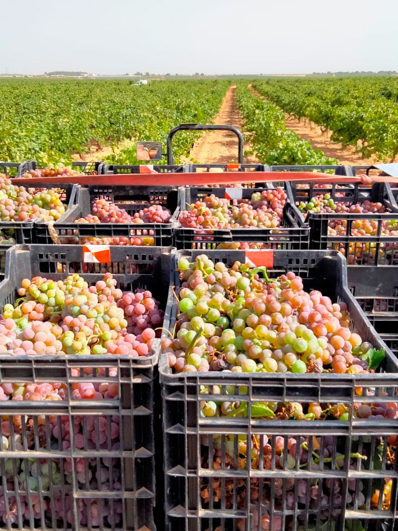 Variedad de uva Coloraillo