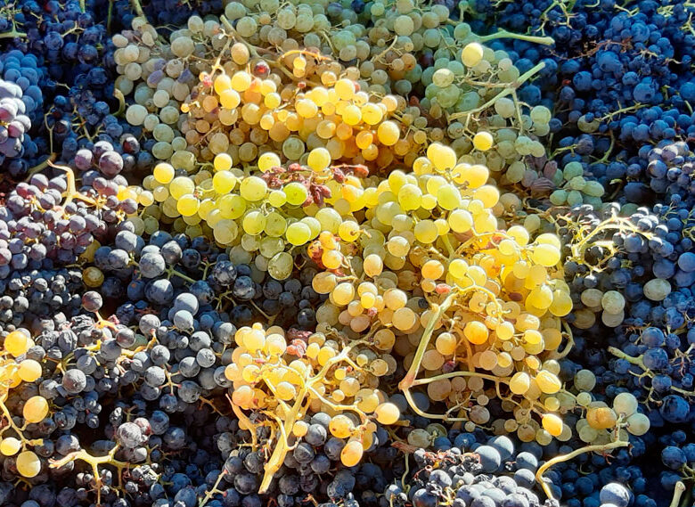 Variedades de uva en peligro de extinción