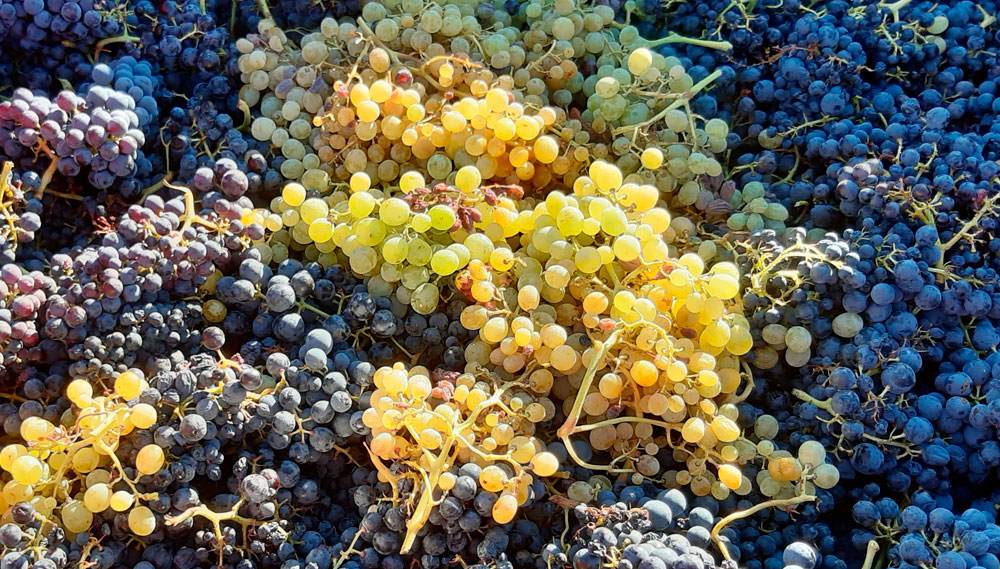Variedades de uva en peligro de extinción