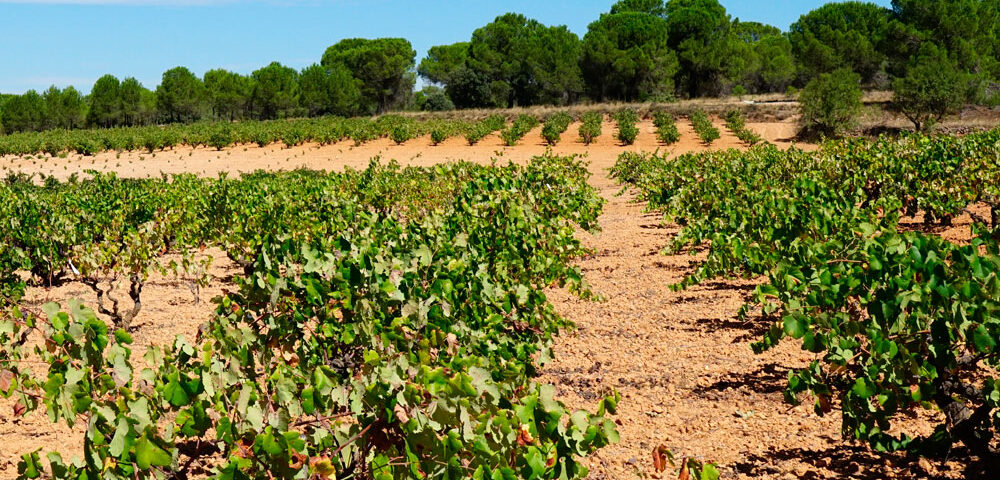 Cultivo de uvas para vinos mediterráneos