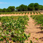 Cultivo de uvas para vinos mediterráneos
