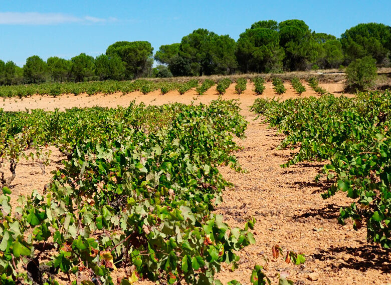 Cultivo de uvas para vinos mediterráneos