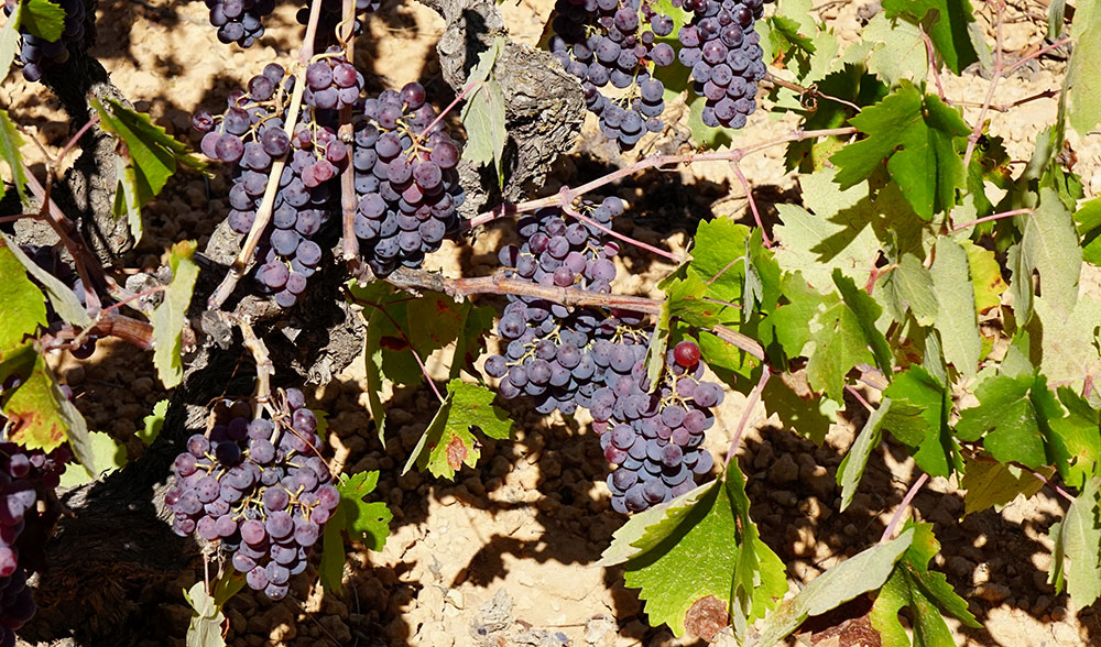 Racimos de uva en la Manchuela