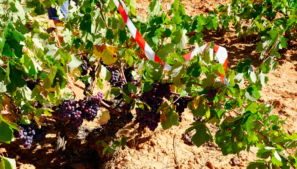 Selección de viñas en la Manchuela