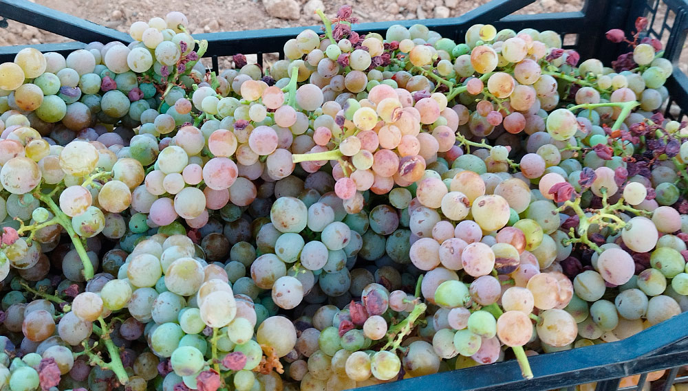 Vendimia de la variedad Coloraillo