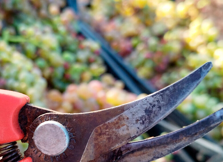 Vendimia de la variedad Coloraillo