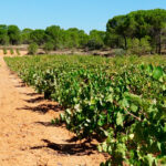 Viñedos en la Manchuela