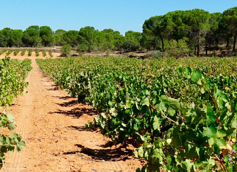 Viñedos en la Manchuela