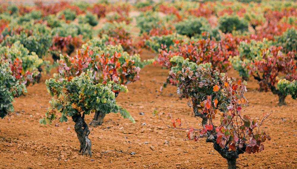 viñedos bodegas gratias