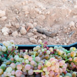 La importancia del suelo en el viñedo