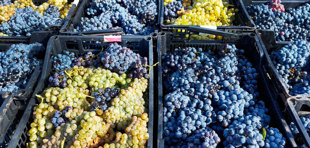 Uvas Bobal y Tardana