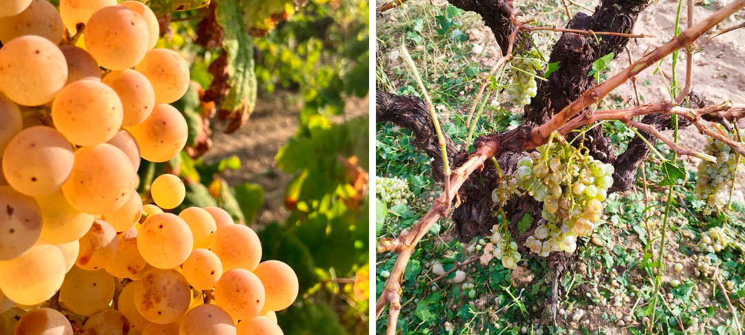 Efectos del granizo en la variedad Tardana