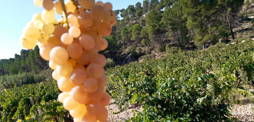 Racimo de uva Tardana