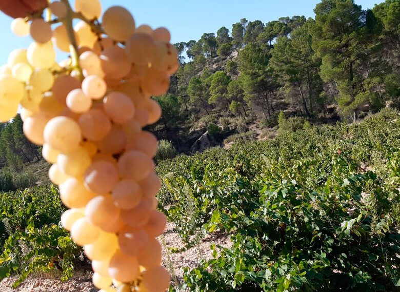 Racimo de uva Tardana
