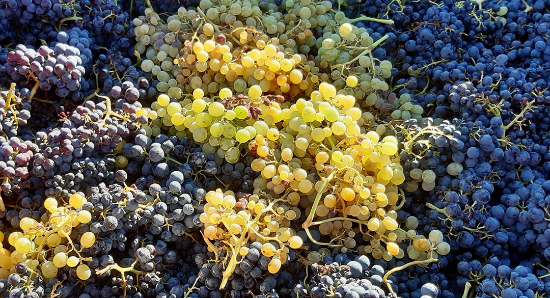Mezcla de variedades de uva