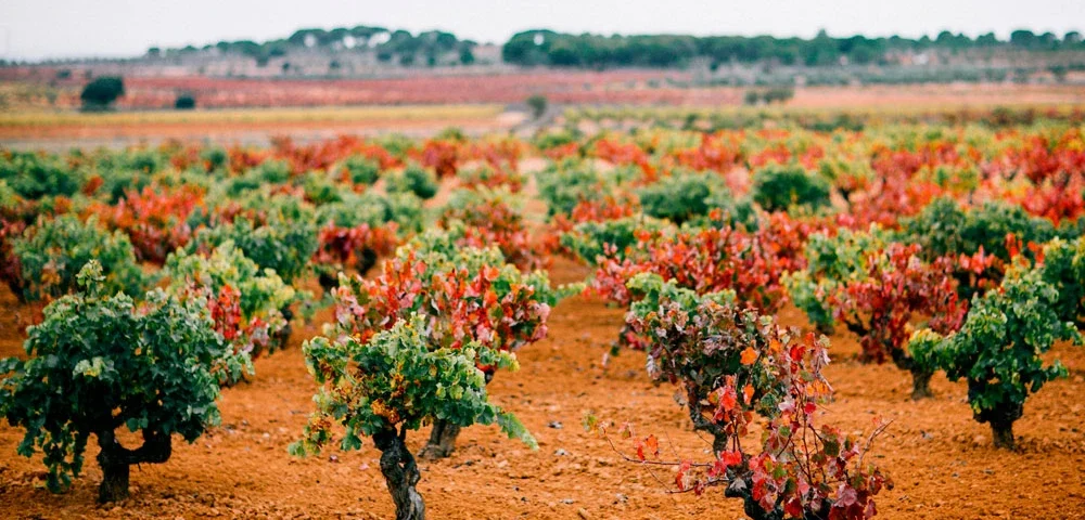 Parcela de mezcla de variedades de uva