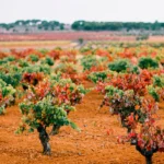 Parcela de mezcla de variedades de uva