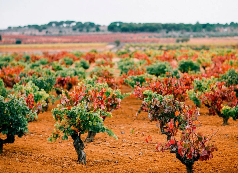 Parcela de mezcla de variedades de uva