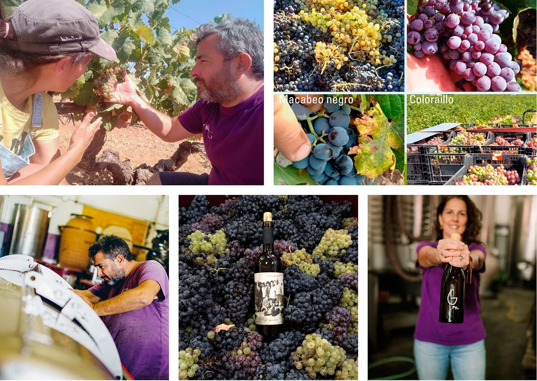 Proceso del vino procedente de parcelas de mezcla