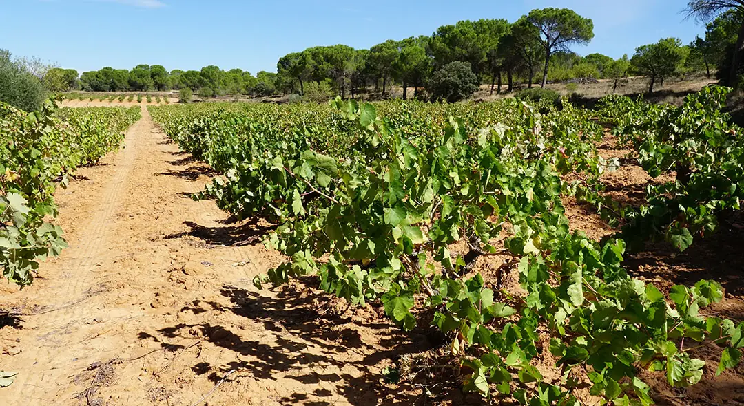 Terroir arenoso de La Manchuela