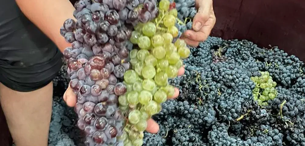 Variedades de uva para elaborar vinos en Bodegas Gratias