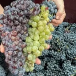 Variedades de uva para elaborar vinos en Bodegas Gratias